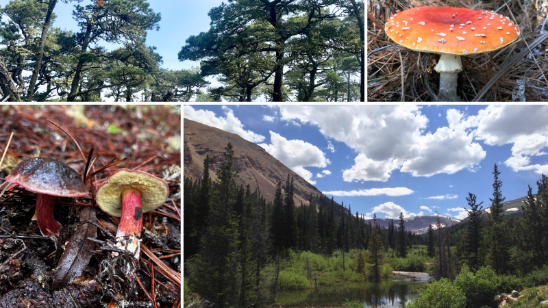 Dört fotoğraftan oluşan bir kolaj.  Sol üstte piskopos çamları var.  Sağ üstte Amanita muscaria mantarının ürettiği mantar görülüyor.  Sol altta Xerocomellus zelleri mantarının ürettiği mantar görülüyor.  Sol altta çam ormanının içinden geçen bir dağ deresi var.