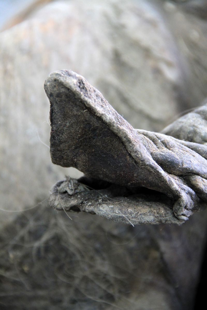 Fosilleşmiş bir mamutun gri ve biraz buruşuk hortumunun ucu.