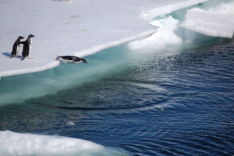 Adelie penguenleri
